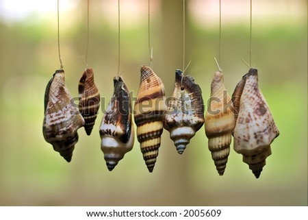 Shells on a sting against window in a  background