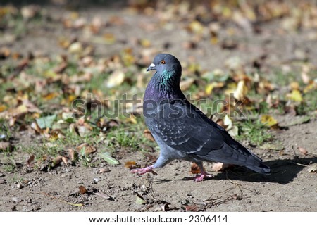 Pigeon on bare ground walking