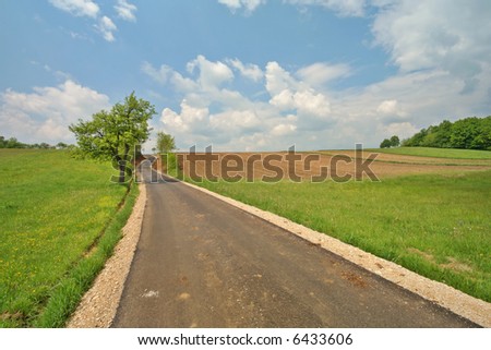Tree, path and meadow on sunny day