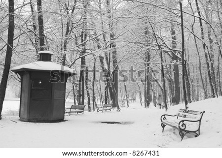 Winter forest scene with bench