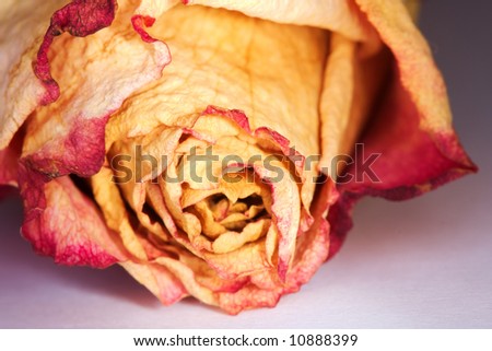 Macro of dried rose petals