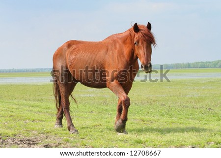 Wild horse on meadow walking