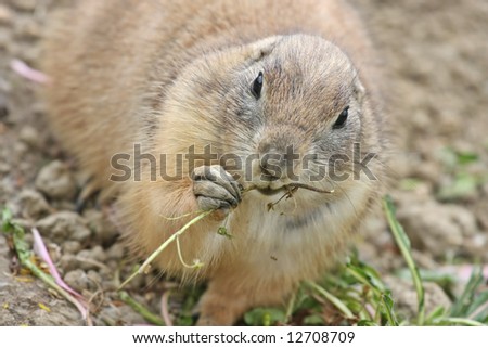 Close up portrait of prairie dog eating straw