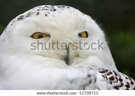 Very angry looking funny owl