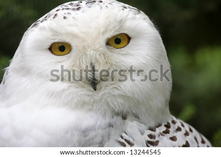 funny owl. angry looking funny owl