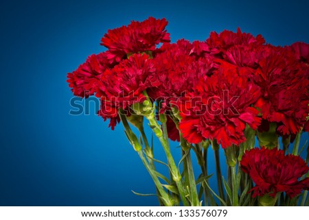 red carnation flowers on a blue background