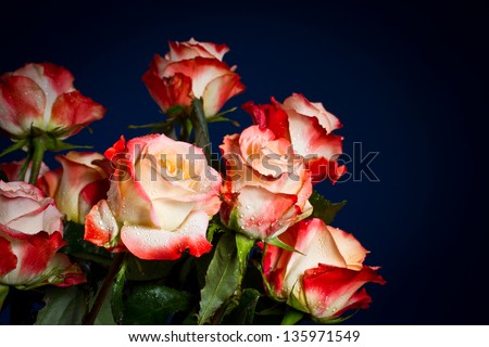 bouquet of beautiful roses on a blue background