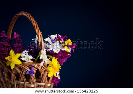 beautiful hyacinth flowers in a basket on a blue background