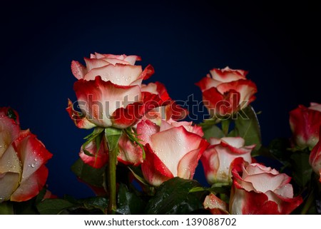 bouquet of beautiful roses on a blue background