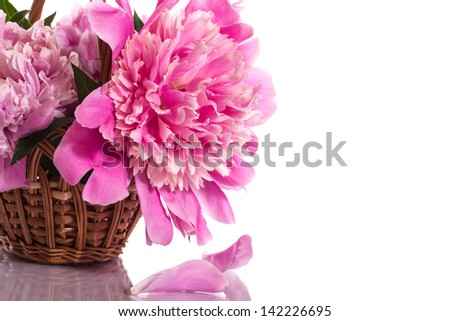 bouquet of pink peonies  on a white background