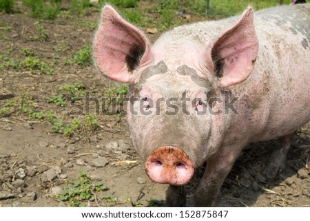 large nose close up fat pig in the great outdoors
