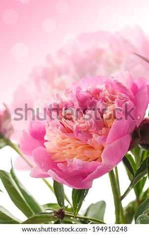 beautiful pink peonies on a white background