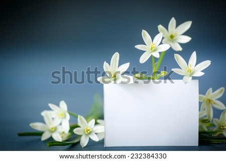 beautiful white flowers with a blank on a blue background