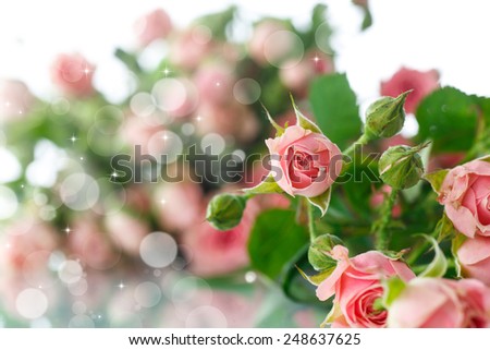 bouquet of pink roses on an abstract background