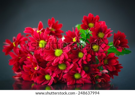 beautiful bouquet of red chrysanthemums on a black background