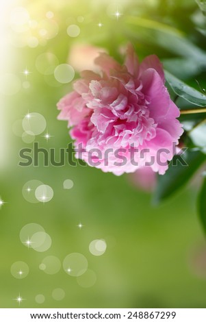 beautiful blooming peony on an abstract background