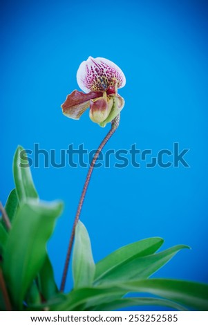 lady\'s slipper orchid on a blue background