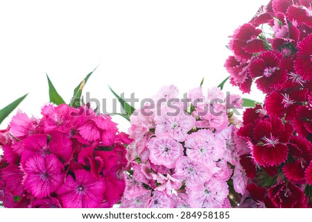 bright bouquet of carnations on a white background