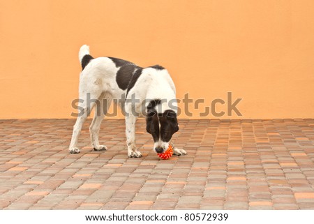 Central Asian Shepherd holds his ball in his mouth