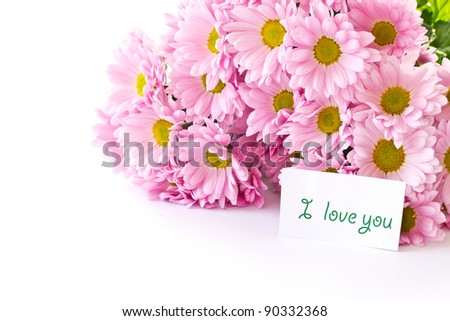Beautiful pink chrysanthemums on white background