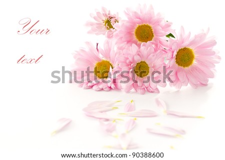 Beautiful pink chrysanthemums on white background