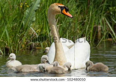 Cygnet are swimming in the water with their parent