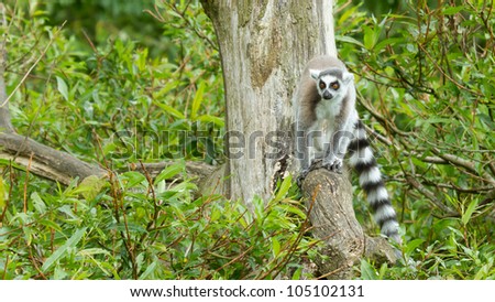 Ring-tailed lemur in captivity sitting on a dead tree