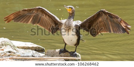 Phalacrocorax carbo (cormorant) drying it\'s wings on a rock