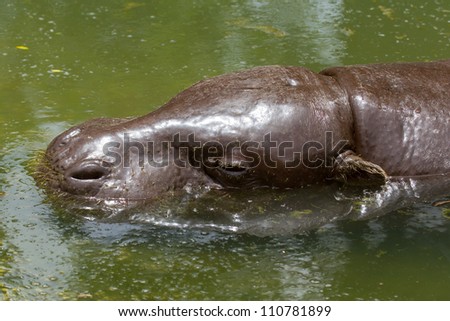 Pygmy hippo swimming in a pool in Saigon (Vietnam)