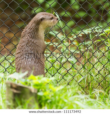 Otter in captivity is looking through the fence of it\'s cage (Holland)