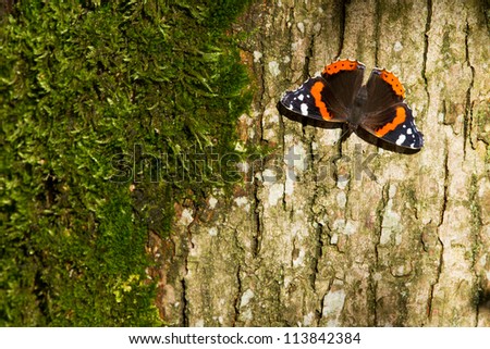Red Admiral Butterfly - Vanessa atalanta -on a tree with moss