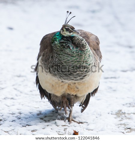 Female peacock standing in the snow, winter