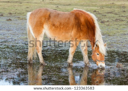 Horse standing in a pool after days of raining, Holland