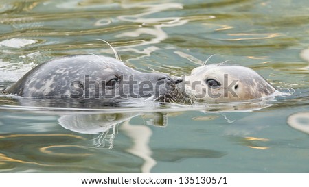 Adult and young grey seal nose to nose in the water