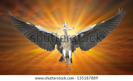 Great Blue Heron in flight, fish in beak, mystic background