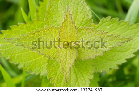 Green stinging nettle, unique patterns in nature