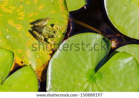 Common Frog (Rana temporaria) in a pond