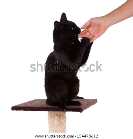 Black cat with a scratch pole isolated on white