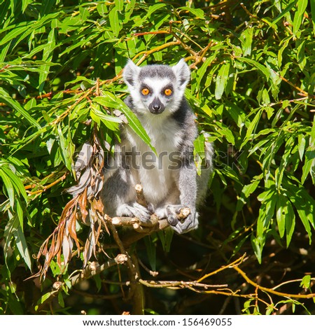 Ring-tailed lemur (Lemur catta) climbing a tree