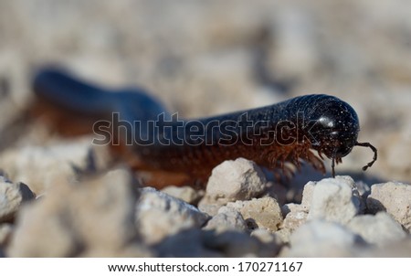 Large millipede crawls across a path in Namibia, Africa