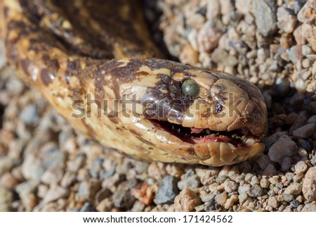 Roadkill - Horned Adder snake on a gravel road in Namibia
