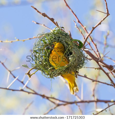 Southern Yellow Masked Weaver during the breeding season in Namibia