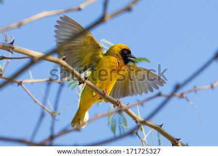 Southern Yellow Masked Weaver during the breeding season in Namibia