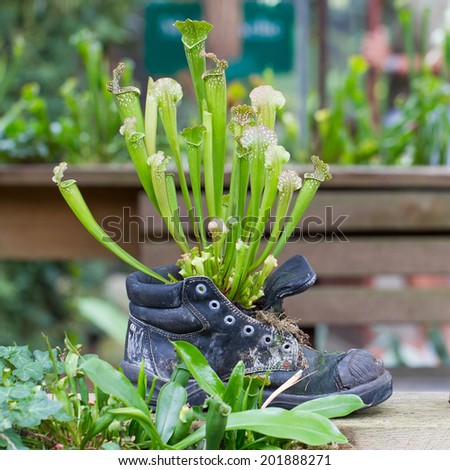 Nature force, Pitcher plants in an old shoe