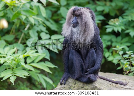 Lion-tailed Macaque (Macaca silenus) in it\'s natural habitat