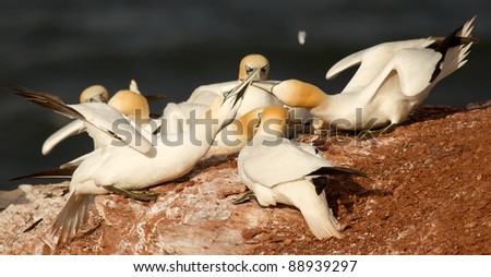 Two couples fighting for space in gannet colony