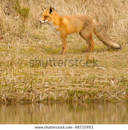 A Foxes Habitat
