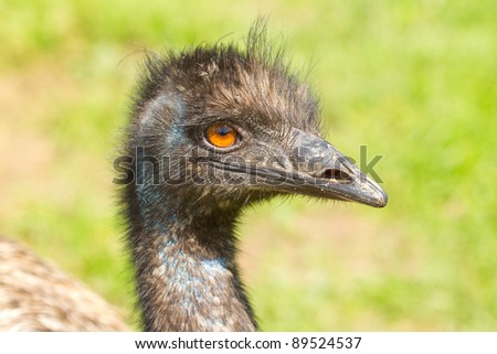 close up emu