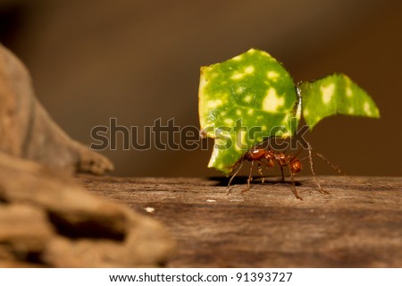 A leaf cutter ant is carrying a leaf