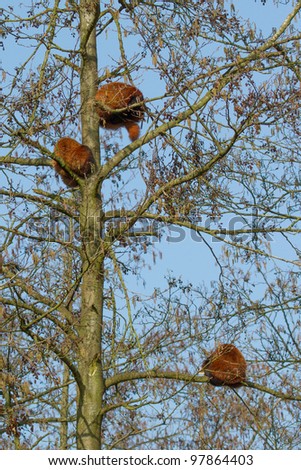 Three red panda bears are sleeping in a tree